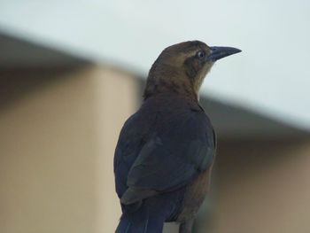 Close-up of bird perching outdoors