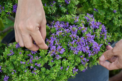 Midsection of woman holding purple flowering plants