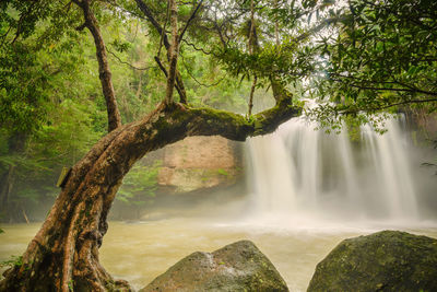 Scenic view of waterfall in forest