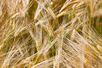 Full frame shot of wheat growing on field