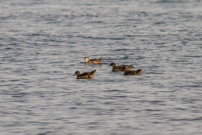 Ducks swimming in lake