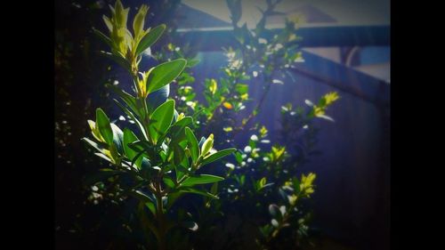 Plants growing on a wall
