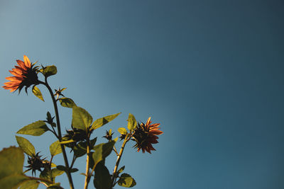 Low angle view of flowering plant against blue sky