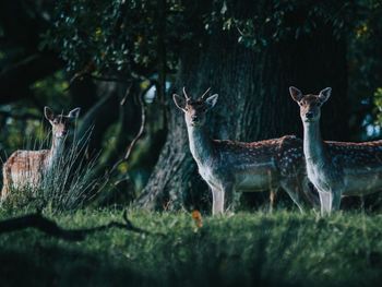 Deer standing in a forest