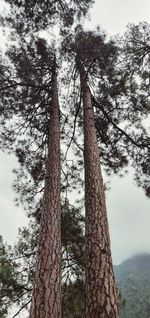 Low angle view of tree in forest against sky