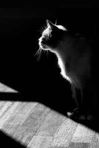 Side view of cat against black background