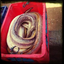 Close-up of red rose