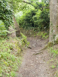 Footpath amidst trees in forest