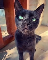 Close-up portrait of black cat
