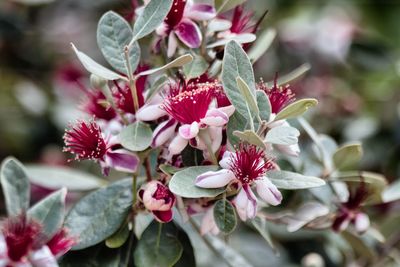 Close-up of flowers