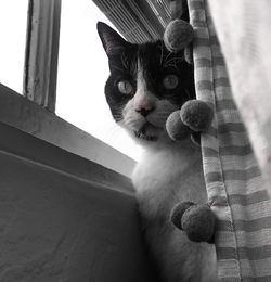 Portrait of cat looking through window