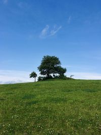 Tree on field against sky