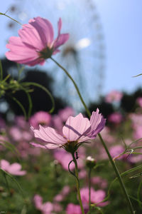 Close-up of pink flowering plant