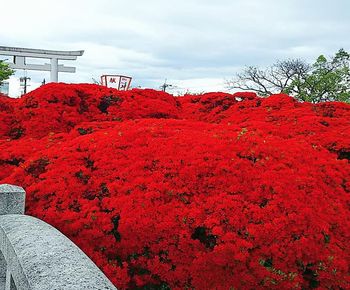 Red flowering plants by building against sky