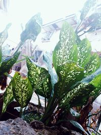 Close-up of fresh green plants