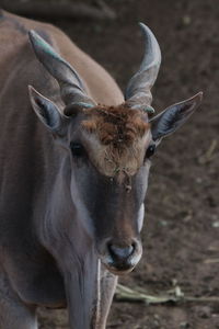 Close-up portrait of a horse