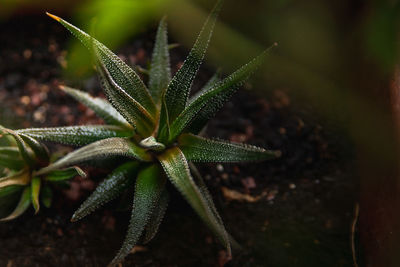 Close-up of potted plant