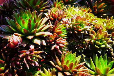 Close-up of succulent plant