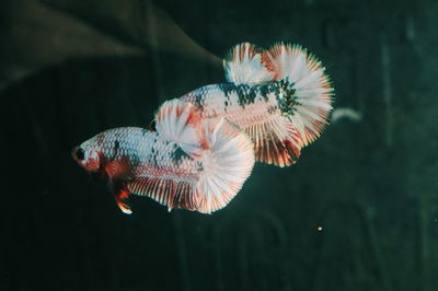 Close-up of fish swimming in sea