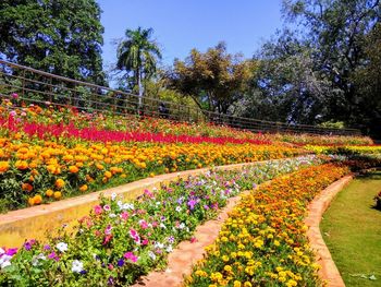 View of flowering plants in garden