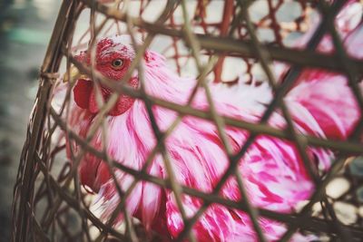 Close-up of pink flower against blurred background