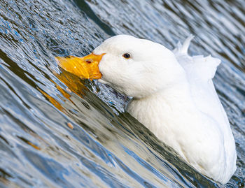 Large white domestic pekin peking aylesbury american white duck on lake pond low level close up view