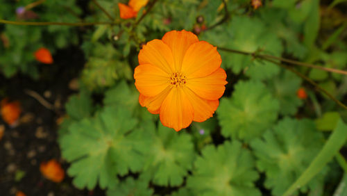 Close-up of orange flower blooming outdoors