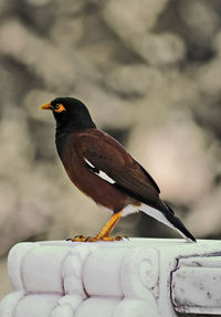 Close-up of bird perching on snow