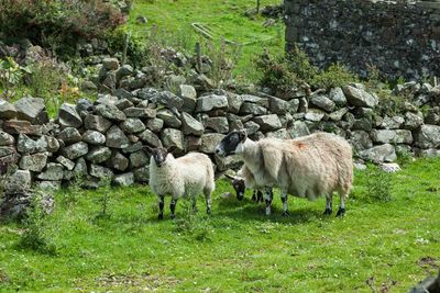 Sheep grazing on field