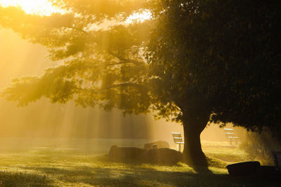 Morning sunrays coming through tree.