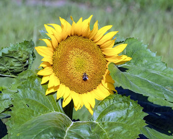 Close-up of sunflower