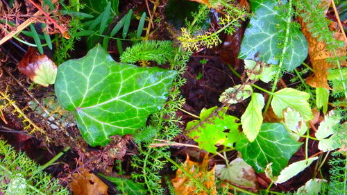 Close-up of green leaves