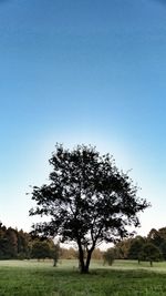 Scenic view of grassy field against clear sky