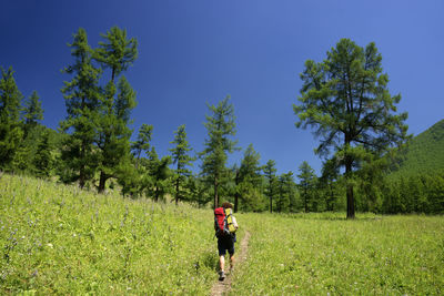 Rear view of hiker walking in forest