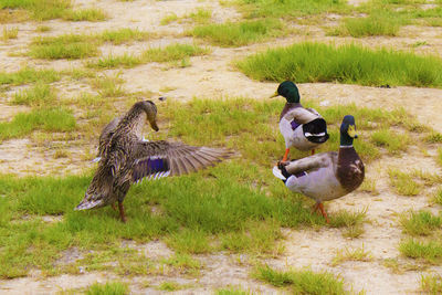 Ducks on a field