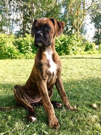 Dog sitting on field