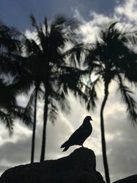Low angle view of silhouette bird perching on palm tree