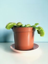 Close-up of potted plant on table