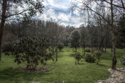 Trees on landscape against sky