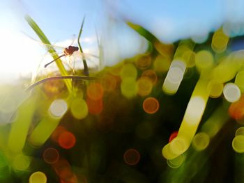 Close-up of insect on plant