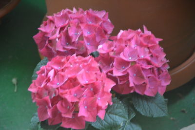 pink