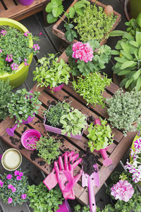 High angle view of potted plants for sale