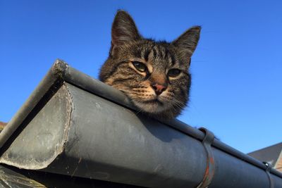 Portrait of cat resting on roof gutter