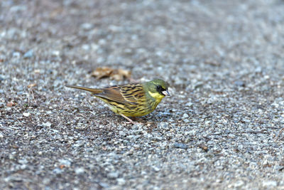 High angle view of a bird