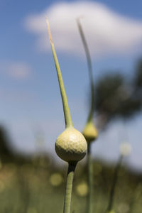 Close-up of allium buds