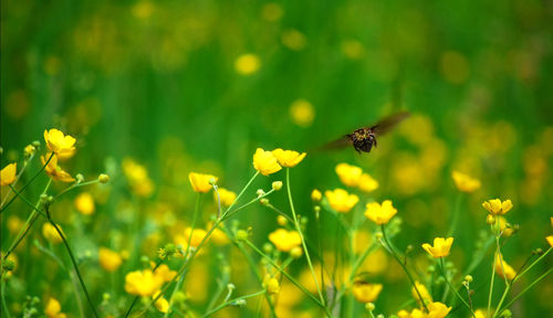 Close-up of bee pollinating on yellow flower