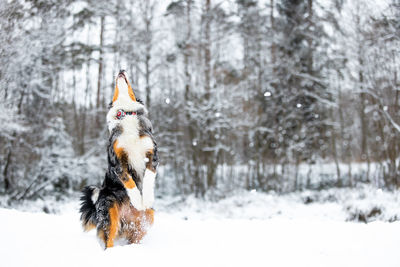 Dog running on snow covered field