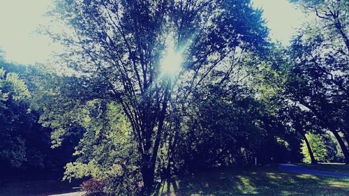 Low angle view of trees against sky