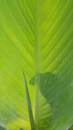 Close-up of wet leaves on plant