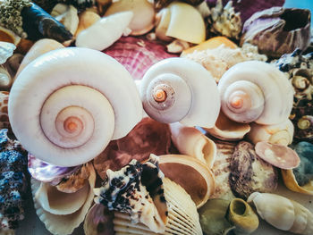 Full frame shot of seashells